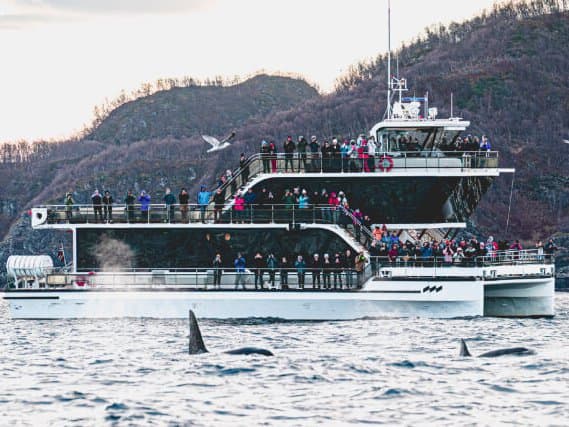 Northern Light Tour in Tromsø - 2